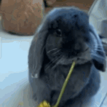 Bunny eating flower